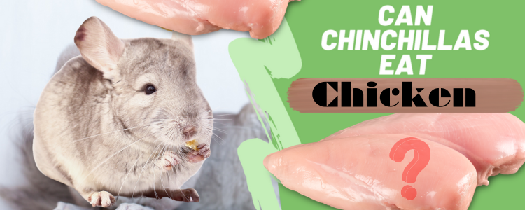 Can Chinchillas Eat Chicken