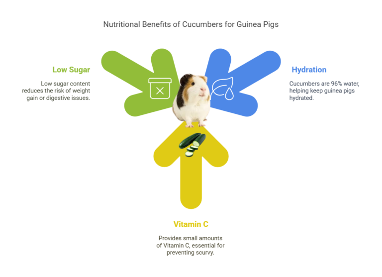 Photo inspiration: Can Guinea Pigs Have Cucumbers A Crunchy Question Answered Photo Inspiration