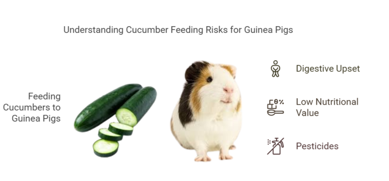 Can Guinea Pigs Have Cucumbers? A Crunchy Question Answered