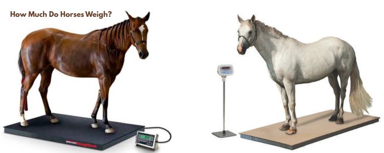 How Much Do Horses Weigh