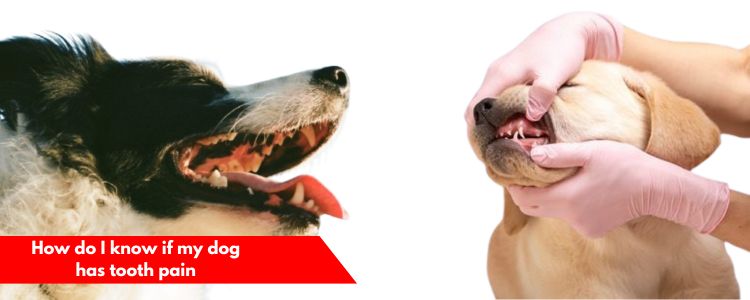 How do I know if my dog has tooth pain